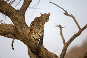 African Leopard (Panthera pardus pardus) adult, sitting in tree, Samburu National Reserve, Kenya, August