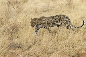 African Leopard (Panthera pardus pardus) adult, walking in dry savannah, Samburu National Reserve, Kenya, August