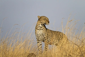 African Leopard (Panthera pardus pardus) adult, standing in dry savannah, Samburu National Reserve, Kenya, August