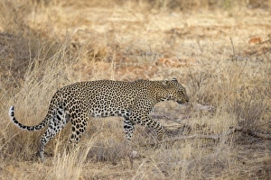 African Leopard (Panthera pardus pardus) adult, walking in dry savannah, Samburu National Reserve, Kenya, August