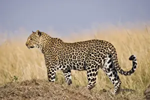 Big Cat Prints: African Leopard (Panthera pardus pardus) adult female