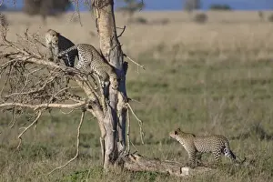 Serengeti Prints: African Leopard (Panthera pardus pardus) adult female with two cubs