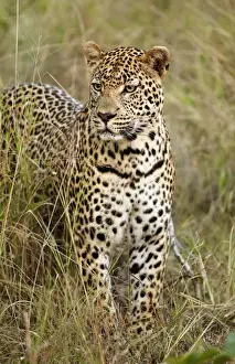 African Leopard (Panthera pardus pardus) adult male, standing in grass, Sabi Sand Game Reserve, Greater Kruger N. P