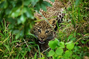 Mara Prints: African Leopard (Panthera pardus pardus) cub