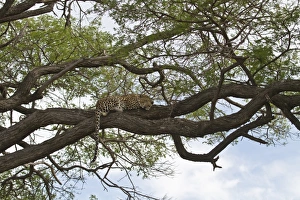 Spotted Prints: African Leopard rests on tree branch - Botswana