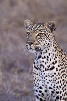 African Leopard - South Africa