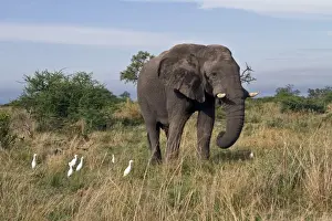 Egrets Prints: African Male Elephant with Cattle egrets who are looking for insect to feed