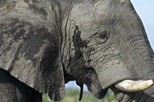 Botswana Prints: African Male Elephant musk grand