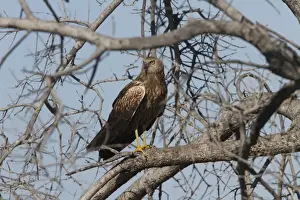 Botswana Prints: African marsh harrier - near Kwara, Okavango Delta