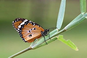 Monarchs Prints: African Monarch (Danaus chrysippus) adult
