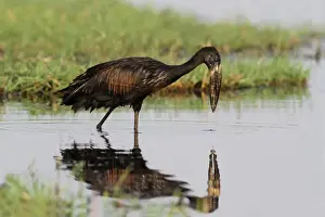 African Open-billed Stork (Anastomus lamelligerus) adult, foraging in wetland, Chobe N. P. Botswana