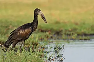 African Open-billed Stork (Anastomus lamelligerus) adult, standing at edge of water in wetland, Chobe N. P. Botswana