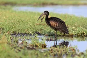 African Open-billed Stork (Anastomus lamelligerus) adult, with shellfish in beak, feeding in wetland, Chobe N. P. Botswana