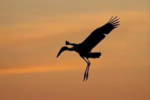 African Open-billed Stork (Anastomus lamelligerus) adult, in flight, silhouetted at sunset, Godikwe Lagoon, Okavango Delta, Botswana
