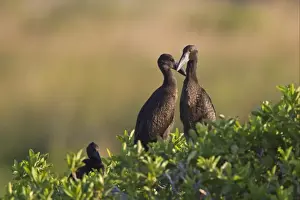 African Open-billed Stork (Anastomus lamelligerus) young, at nest in tree, Godikwe Lagoon, Okavango Delta, Botswana