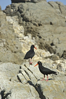 Oystercatcher Prints: African Oystercatcher (Haematopus moquini) two adults