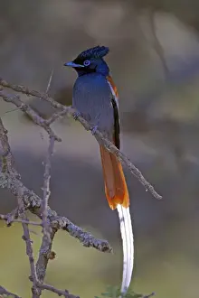 Horn Of Africa Prints: African Paradise-flycatcher (Terpsiphone viridis ferreti) Ethiopian subspecies