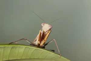 Praying Prints: African Praying Mantis (Sphodromantis lineola) adult, resting on leaf (captive)