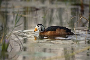 Horn Of Africa Prints: African Pygmy Goose (Nettapus auritus) adult
