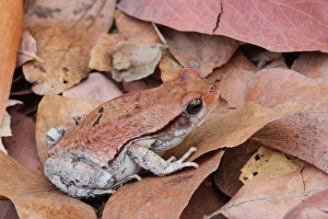 Zambian Prints: African Red Toad (Schismaderma carens) adult