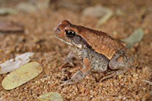 Sub Adult Prints: African Red Toad (Schismaderma carens) subadult, sitting on sand, South Africa