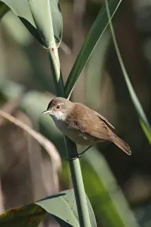 Warblers Prints: African Reed-warbler (Acrocephalus baeticatus) adult