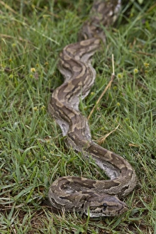 African Rock Python