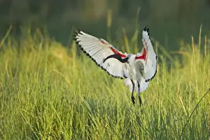 Ibises Prints: African Sacred Ibis (Threskiornis aethiopicus) adult