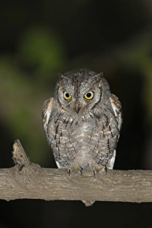 Scops Owl Prints: African Scops-owl (Otus senegalensis) adult, perched on branch at night, Gambia
