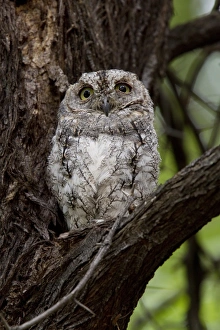 Otus Prints: African Scops Owl at Savuti Elephant Lodge, Botswana