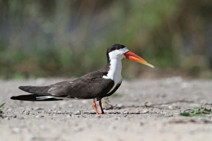 Skimmers Prints: African Skimmer (Rynchops flavirostris) adult