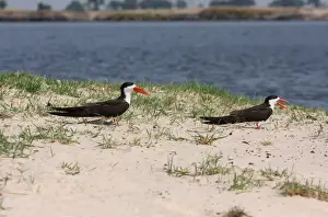 Skimmers Prints: African Skimmer (Rynchops flavirostris) adult male and female