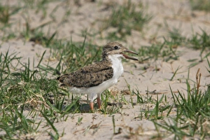 Skimmers Prints: African Skimmer (Rynchops flavirostris) chick