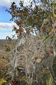 Webs Prints: African Social Spider (Stegodyphus dumicola) communal web in bush, South Africa