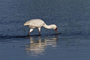 Platalea Prints: African Spoonbill feeding - Okavango Delta, Botswana