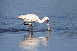 Spoon Bill Prints: African Spoonbill (Platalea alba) adult, feeding in water, Okavango Delta, Botswana