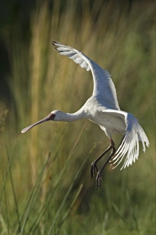 Spoon Bill Prints: African Spoonbill (Platalea alba) adult