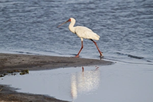 African Spoonbill (Platalea alba) adult, walking on riverbank, Okavango Delta, Botswana