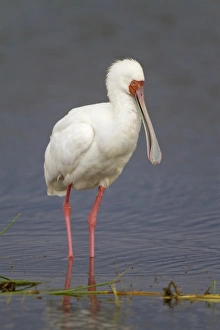 African Spoonbill (Platalea alba) adult, standing in water, Lake Nakuru N. P. Great Rift Valley, Kenya, August