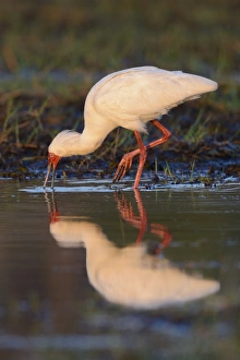 African Spoonbill (Platalea alba) adult, feeding in shallow water, Chobe N. P. Botswana, July
