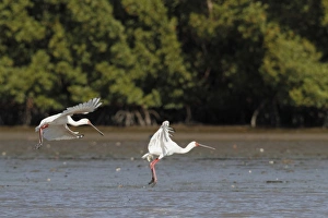 Spoon Bill Prints: African Spoonbill (Platalea alba) two adults