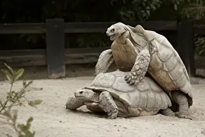 Tortoises Prints: African Spurred Tortoise (Geochelone sulcata) adult pair