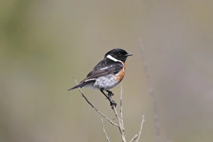 Song Bird Prints: African Stonechat (Saxicola torquatus) adult male
