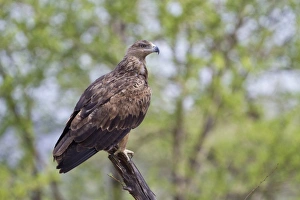 Serengeti Prints: African Tawny Eagle (Aquila rapax) adult