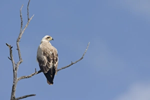 African Tawny Eagle (Aquila rapax) immature, perched on bare branch, Masai Mara, Kenya