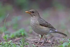 Thrush Prints: African Thrush (Turdus pelios chiguancoides) adult, standing on ground, Gambia, January