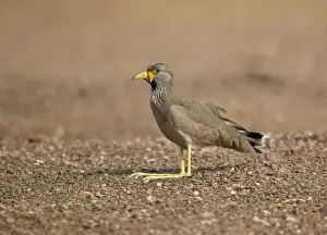 Plovers Prints: African Wattled Lapwing (Vanellus senegallus) adult