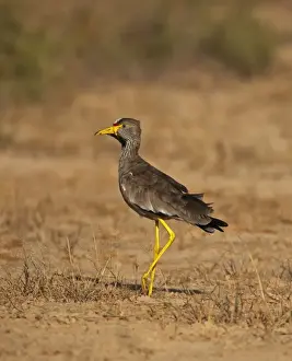 African Wattled Lapwing (Vanellus senegallus) adult, walking on sandy ground, near St. Louis, Senegal, october