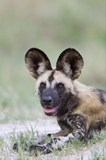 African Wild Dog (Lycaon pictus) adult, close-up of head, resting on sandy grass area, Okavango Delta, Botswana
