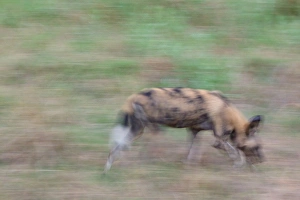 Running Prints: African Wild Dog (Lycaon pictus) adult